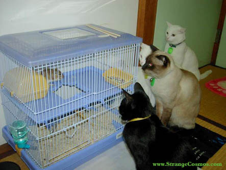 Cats Watching Cage